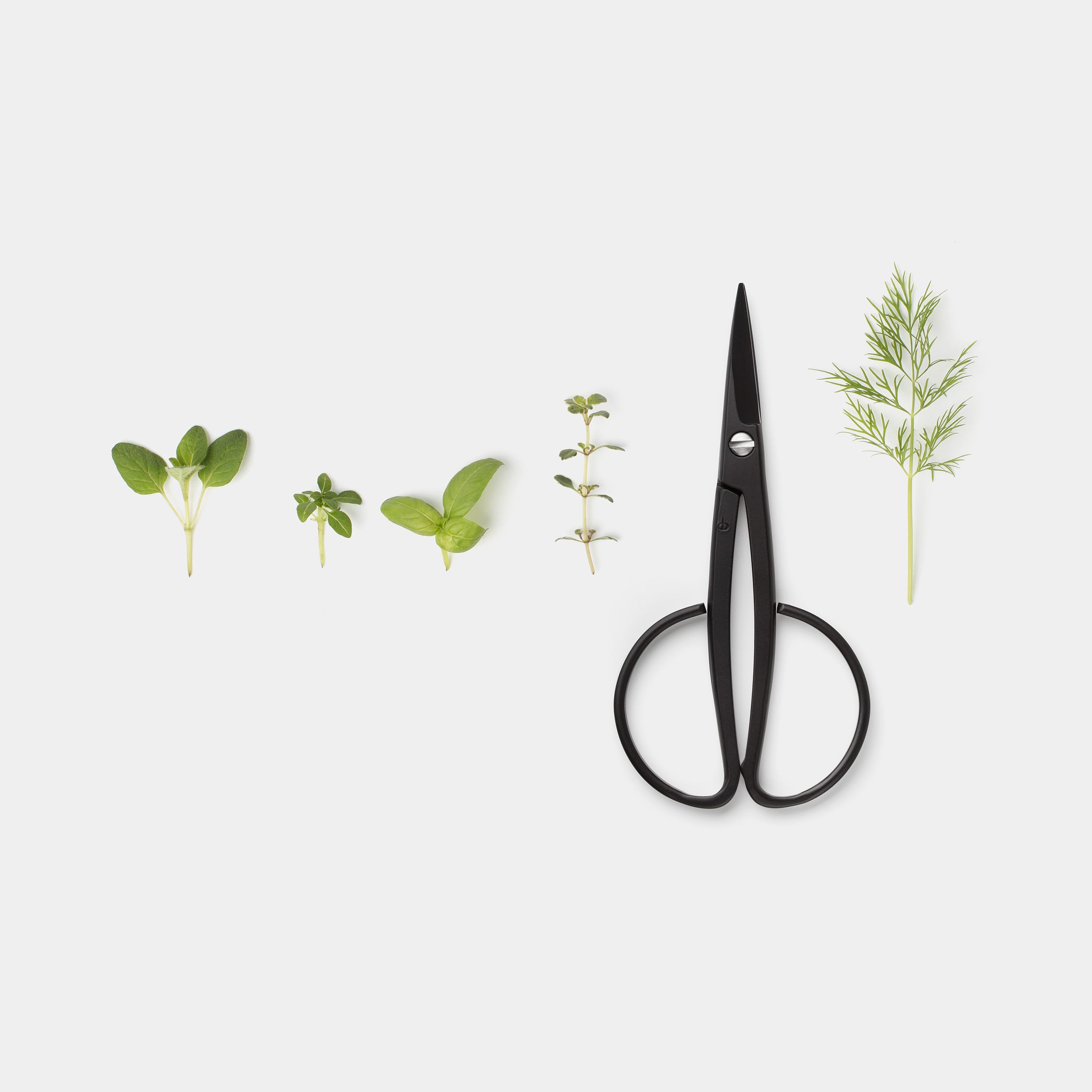 Kobayashi Harvester Scissors with Herbs