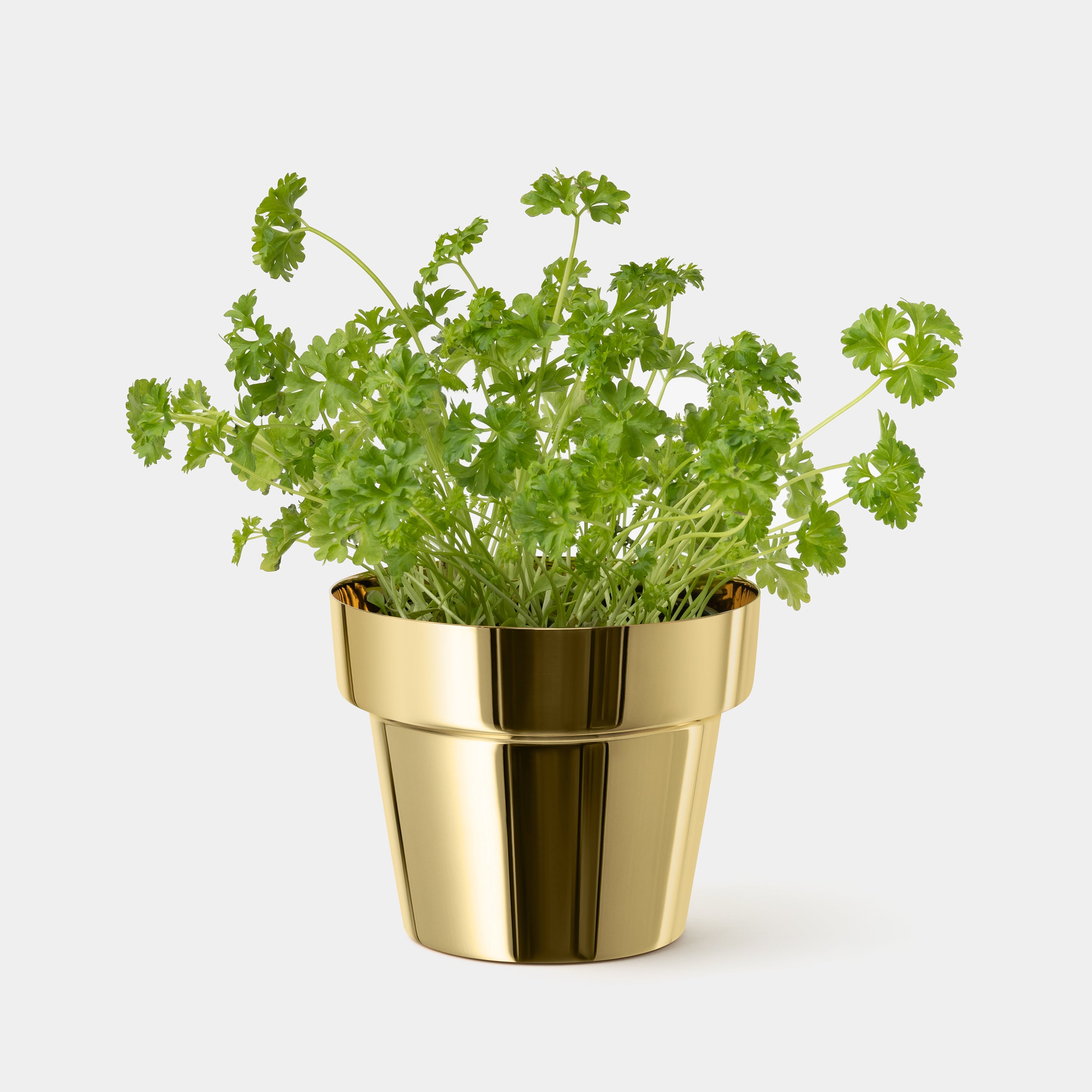 Skultuna Herb Pot